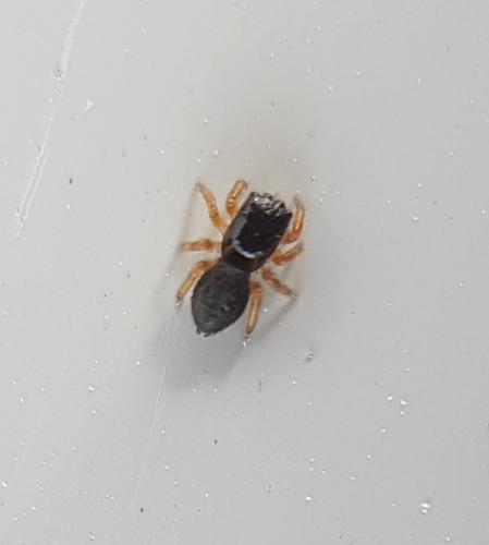Réf. 224 601 : Chalcoscirtus sp.